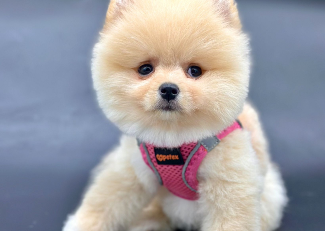 Beybi Feys Pomeranian Boo Yavrularlar